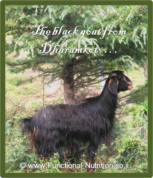 the black goat from dharamkot